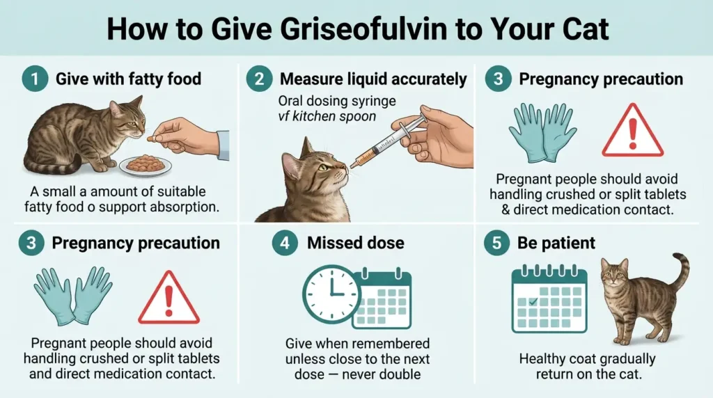 How to Give Griseofulvin to Your Cat